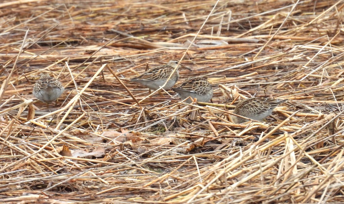 alaskasnipe - ML644959797