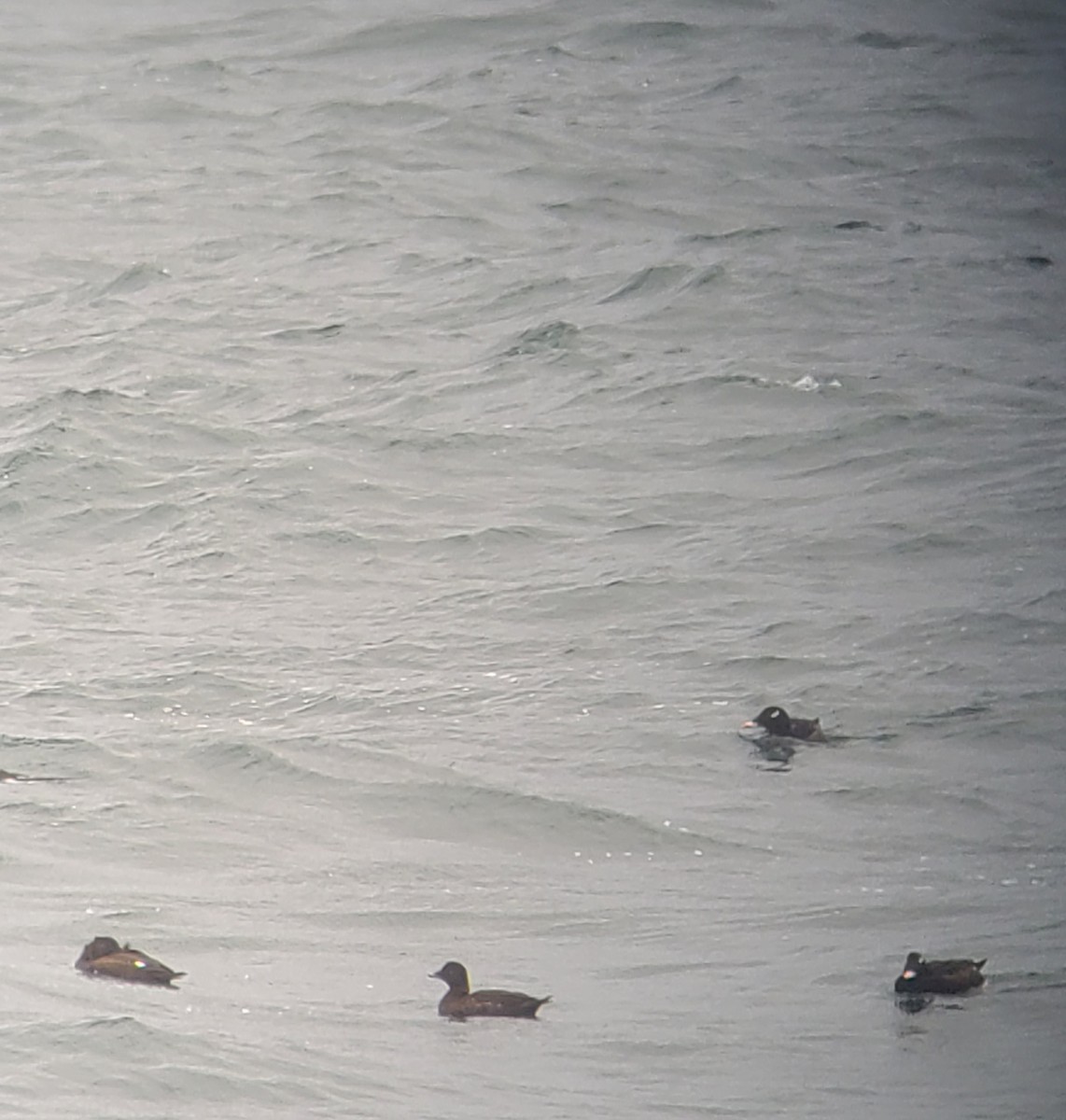 amerikasjøorre - ML644959846