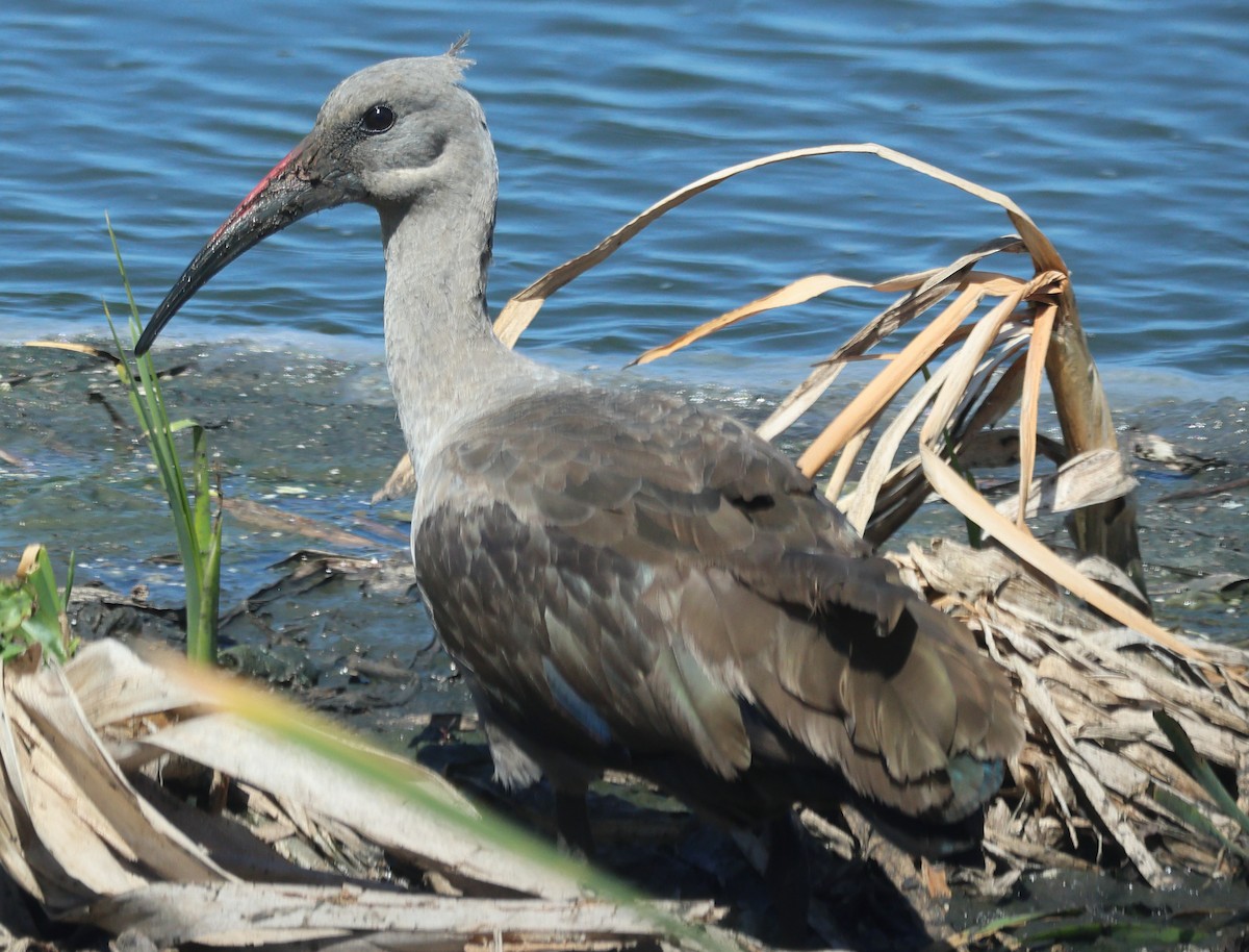Hadada Ibis - ML644959857