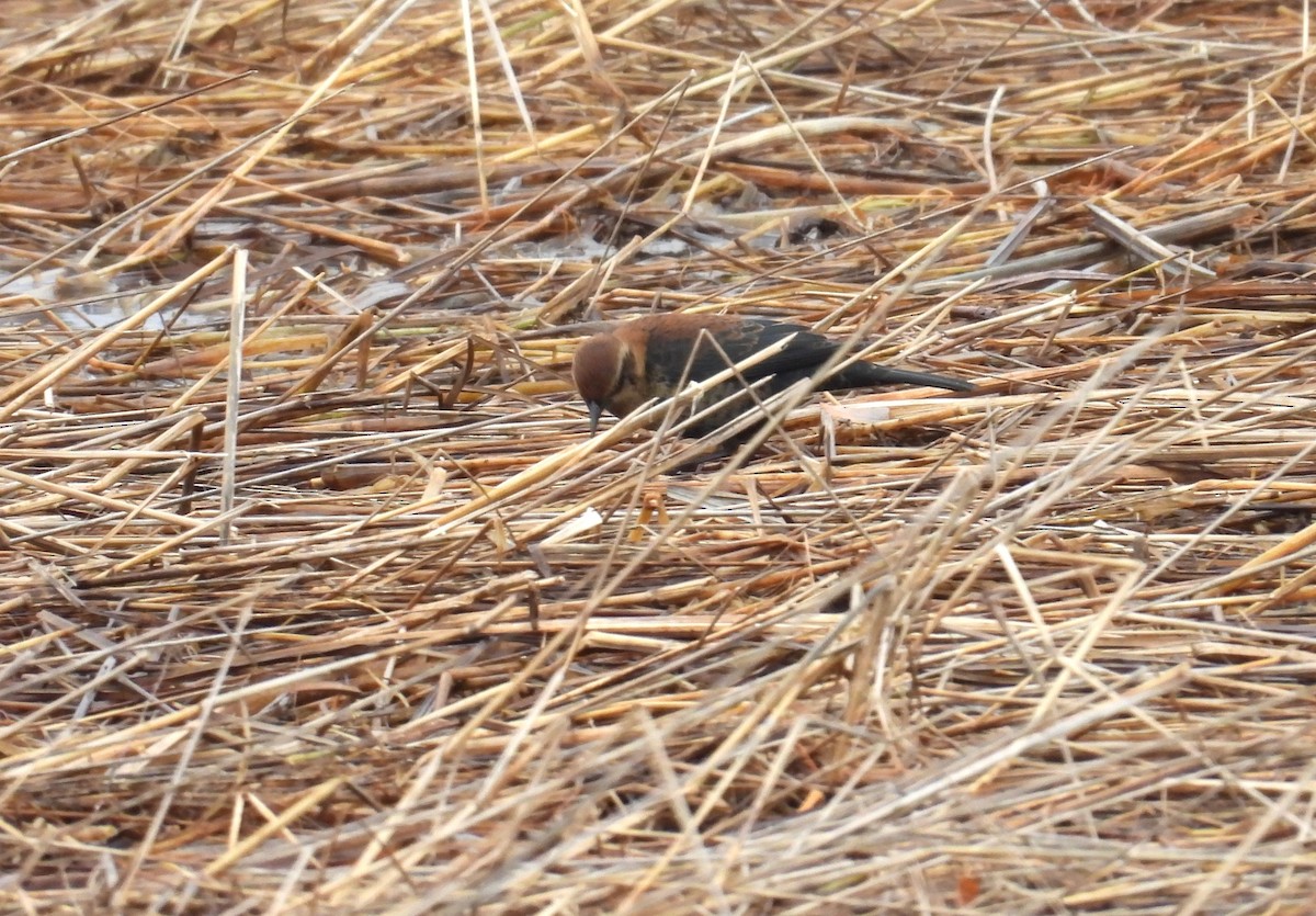 kanadatrupial - ML644959859