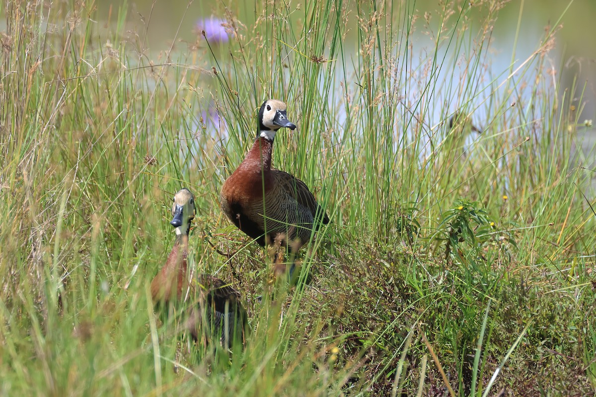 White-faced Whistling-Duck - ML644959866