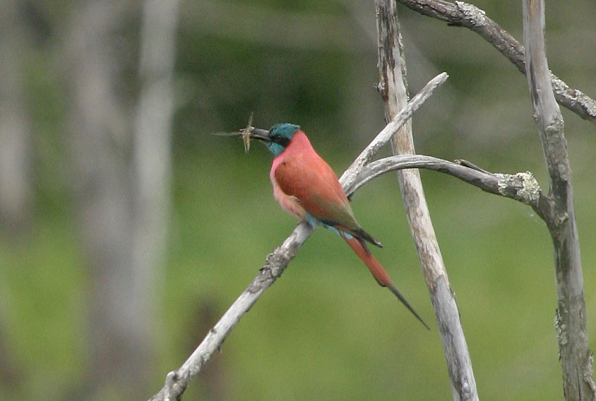 שרקרק ורוד - ML644959877
