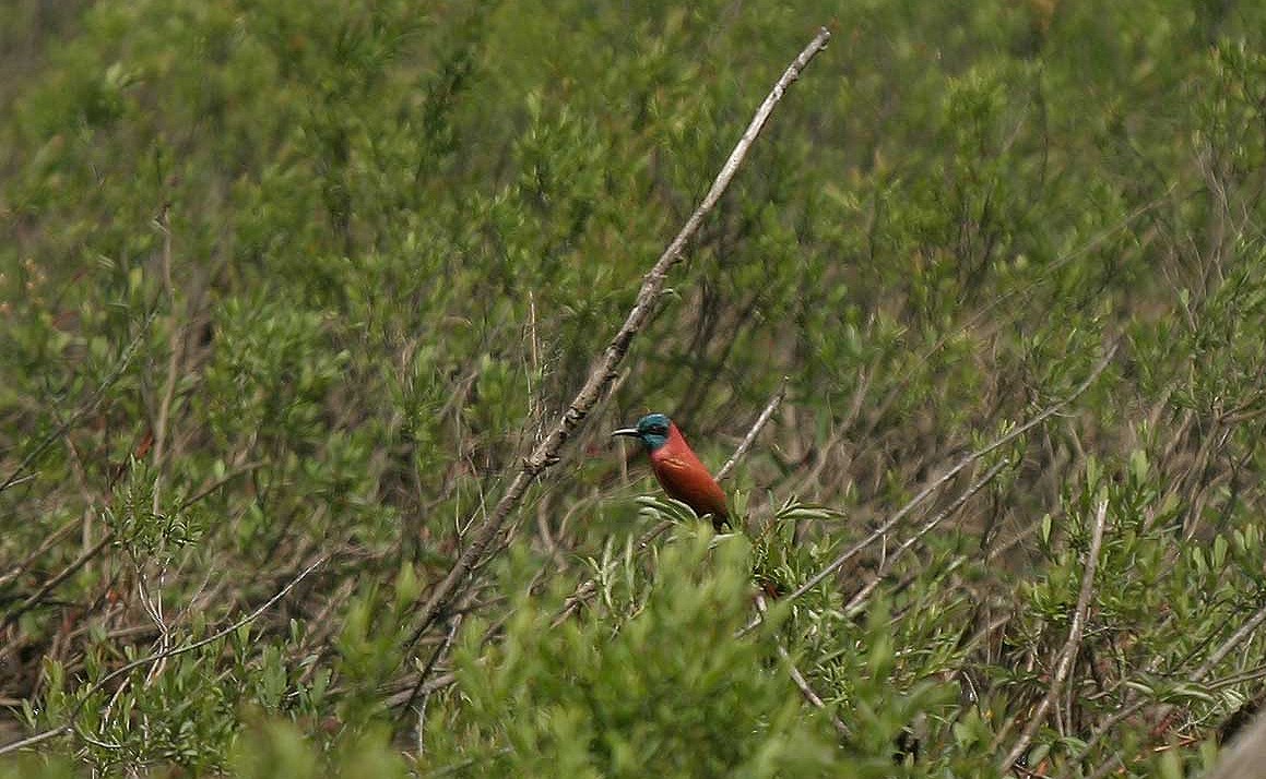 שרקרק ורוד - ML644959878