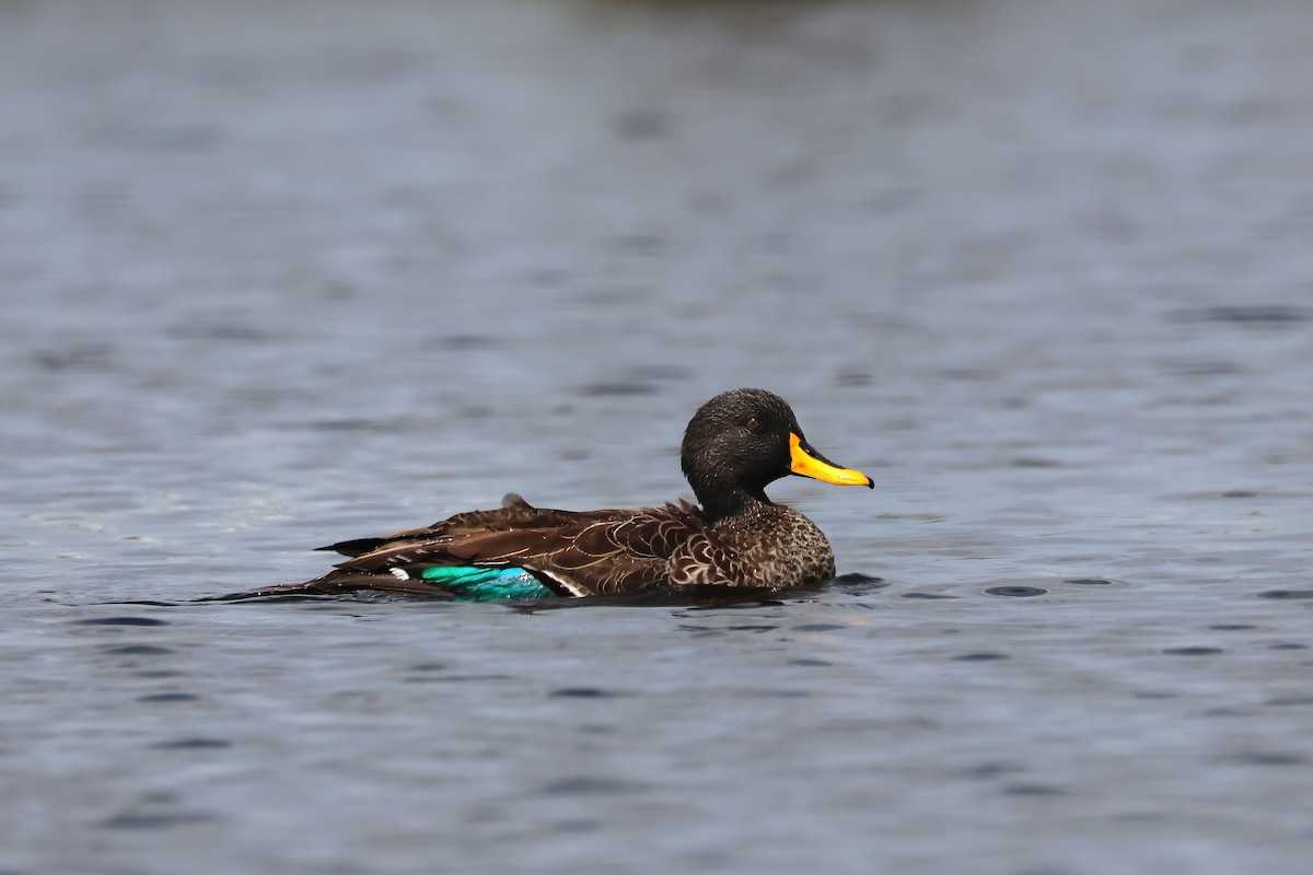 Yellow-billed Duck - ML644959880