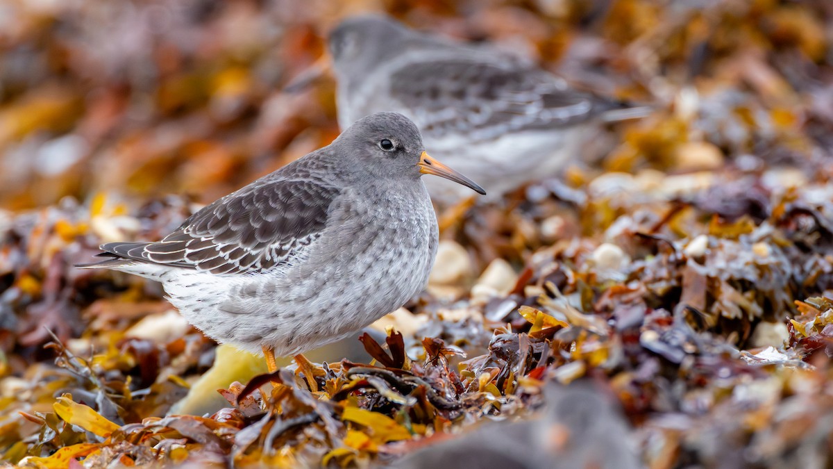 Purple Sandpiper - ML644959882