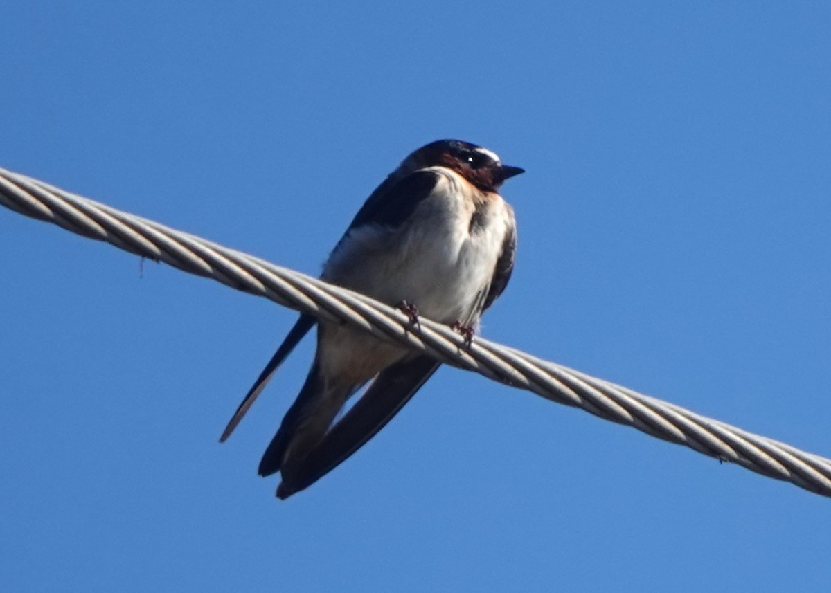 Ясківка білолоба - ML644959883