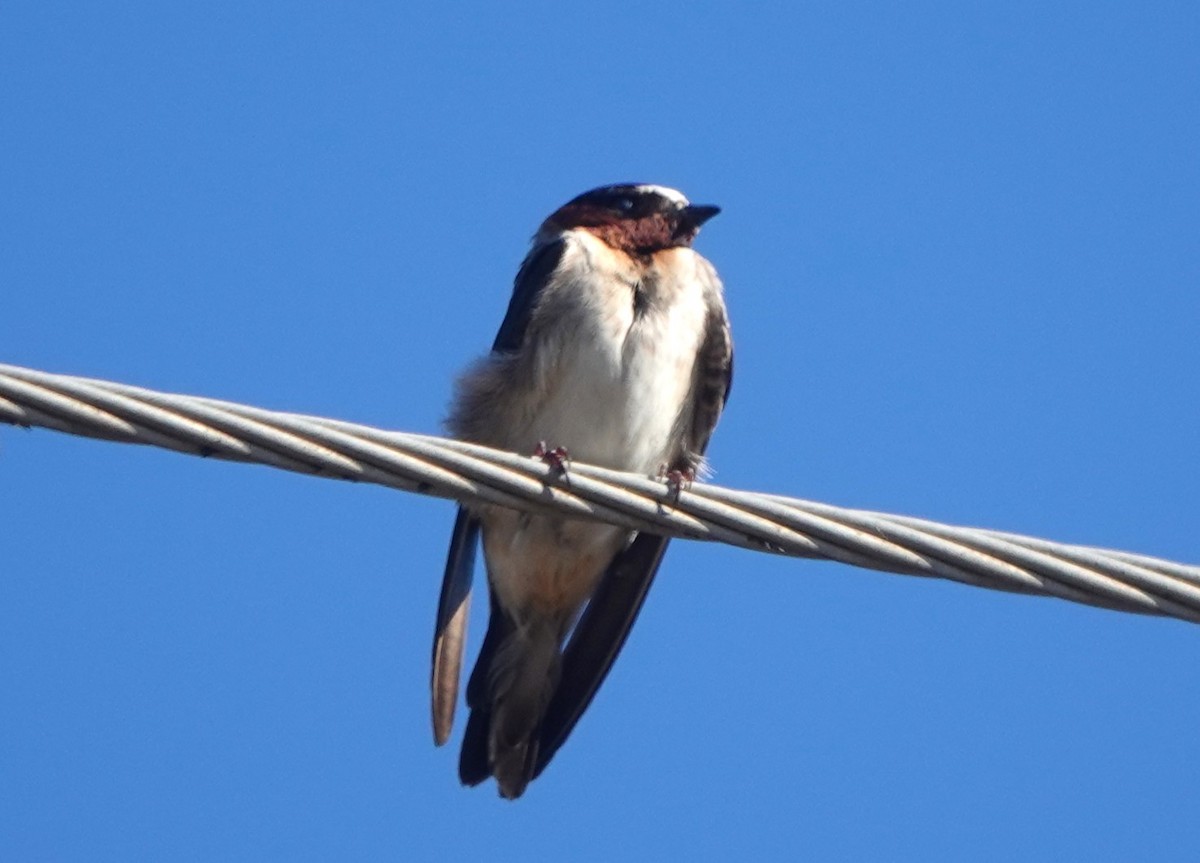 Ясківка білолоба - ML644959884