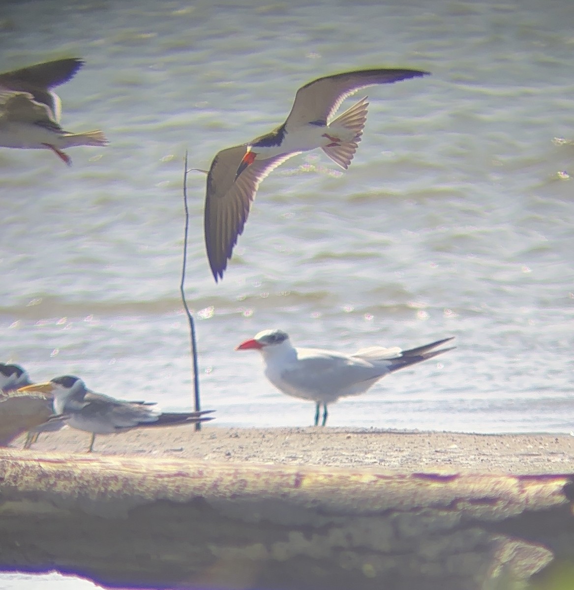 Caspian Tern - ML644959923
