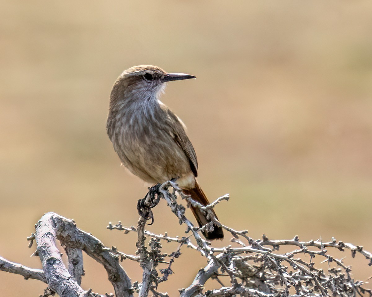 Band-tailed Earthcreeper - ML644959924