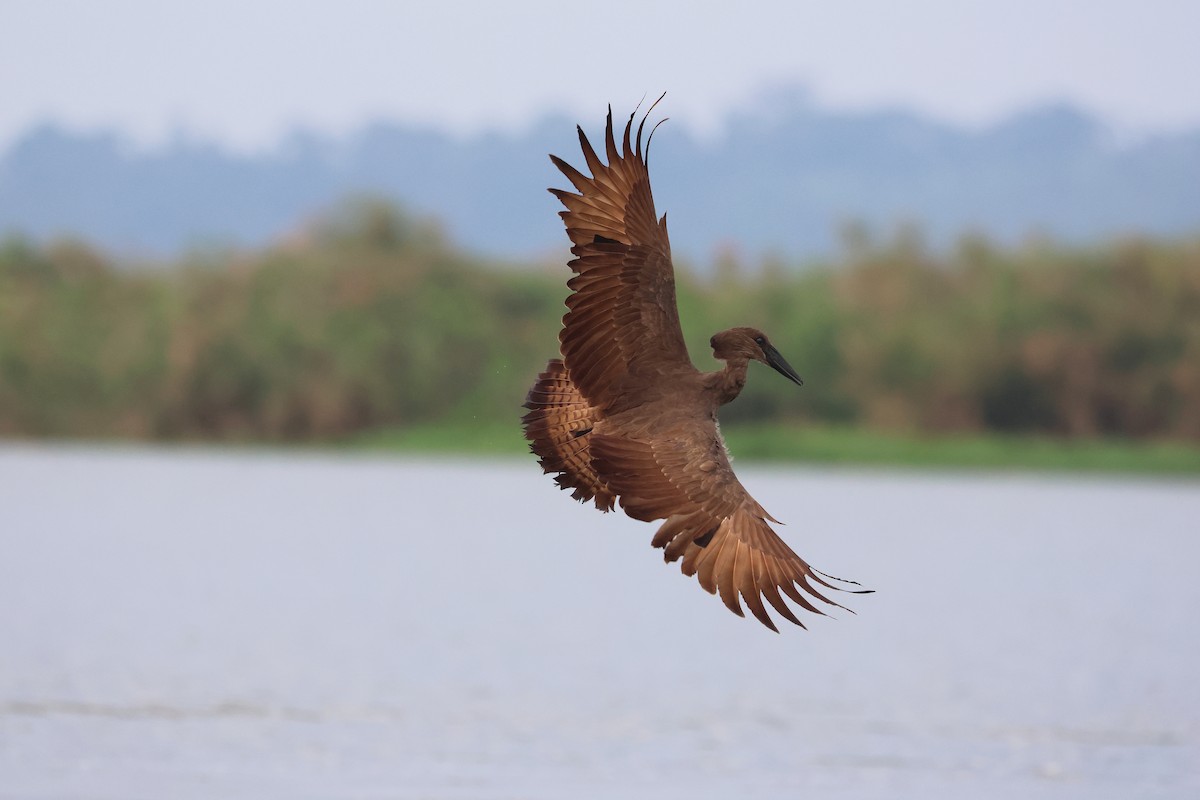 Hamerkop - ML644959925