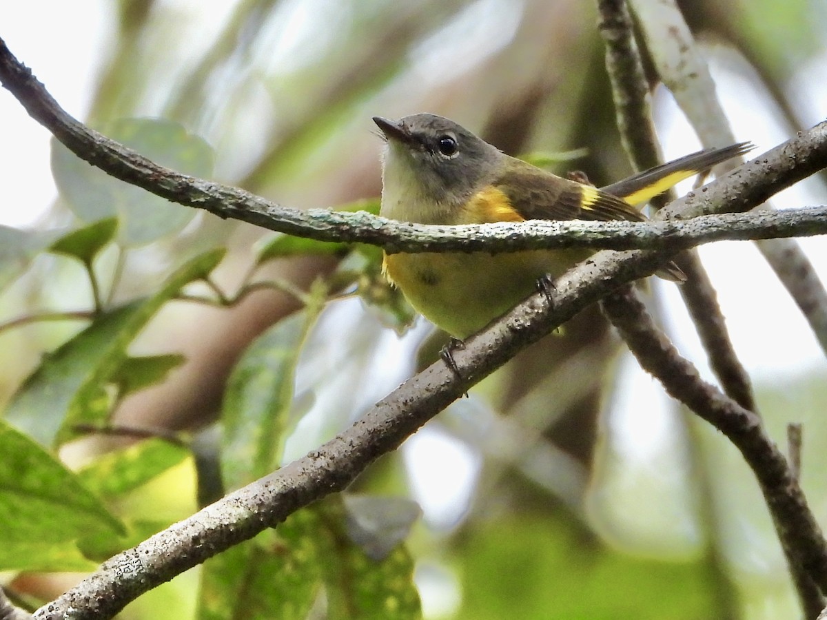 Горихвостковая древесница - ML644959932