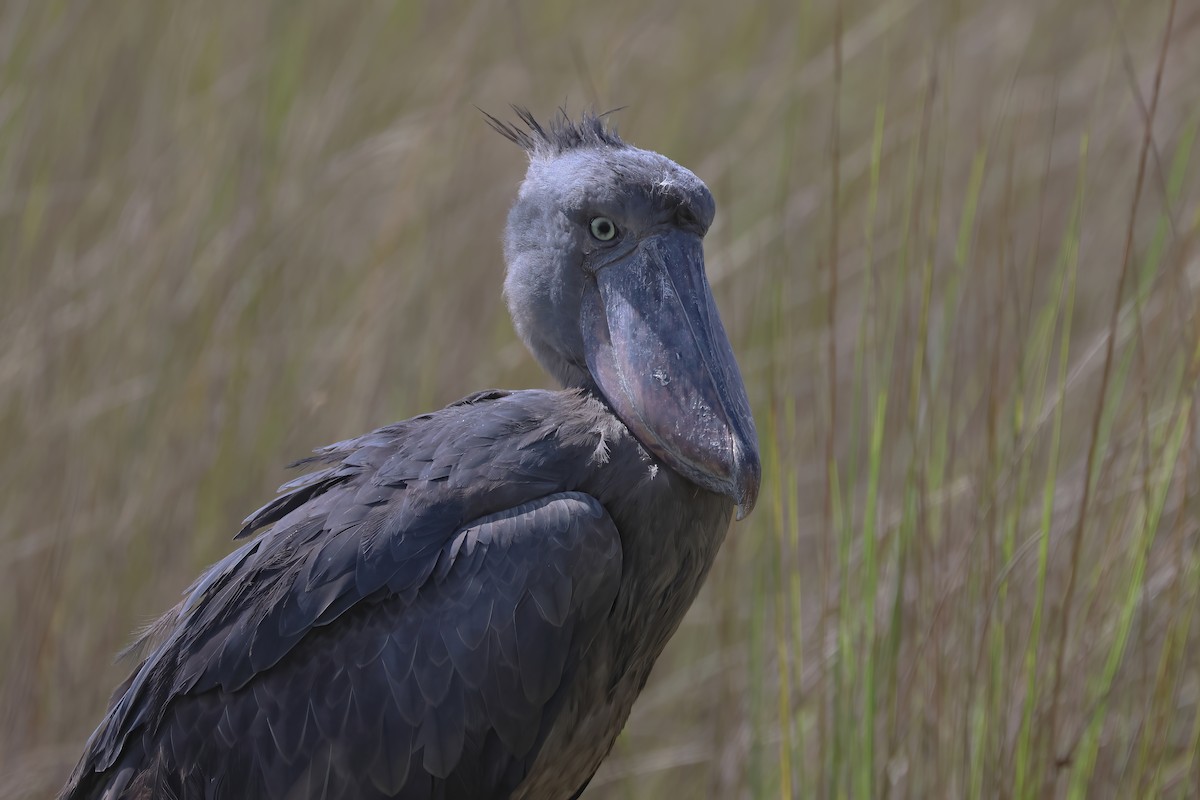 Shoebill - ML644959940