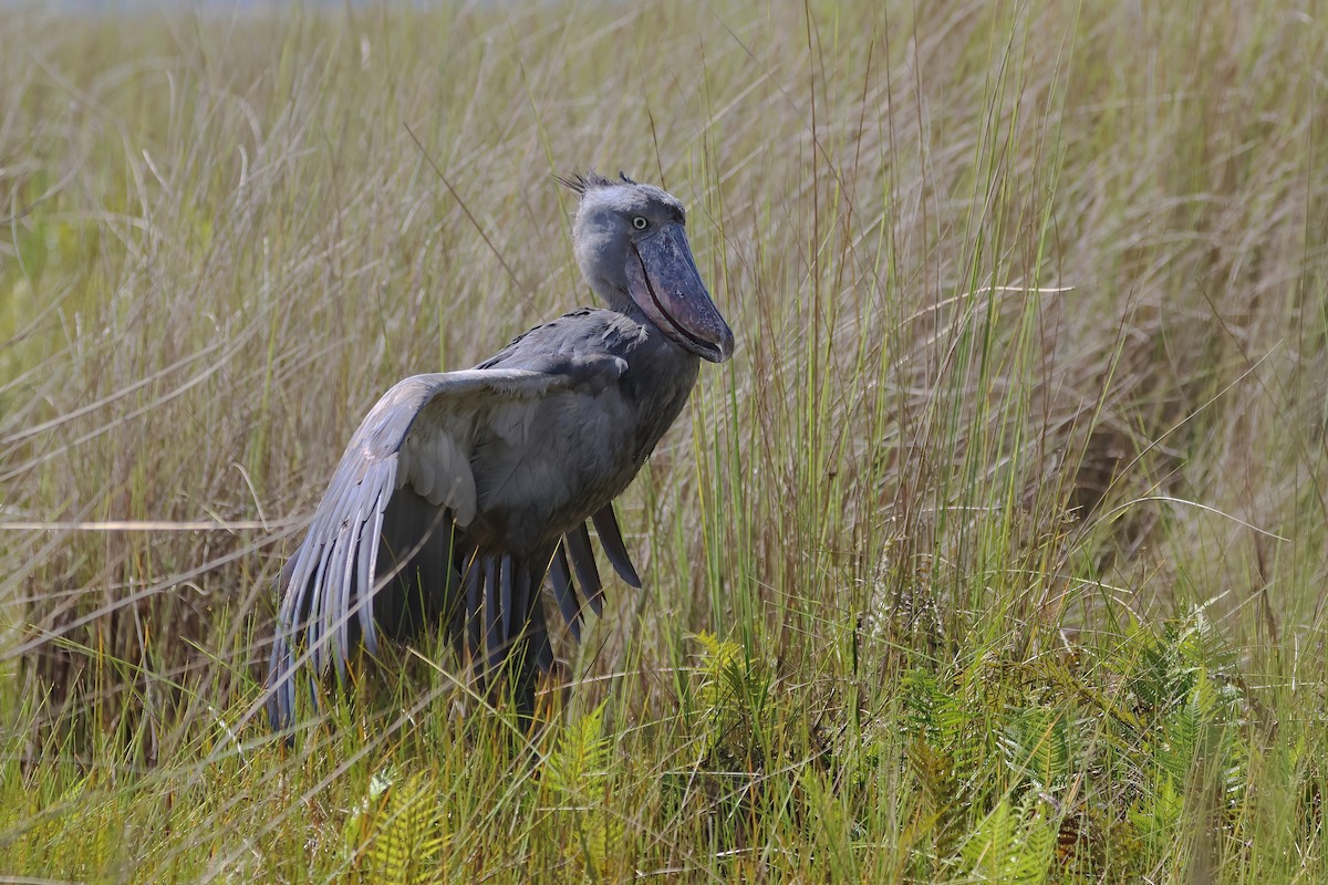 Shoebill - ML644959941