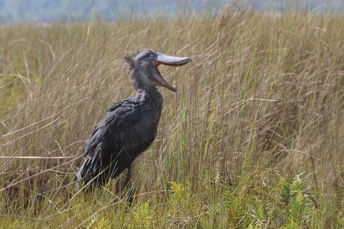 Shoebill - ML644959942