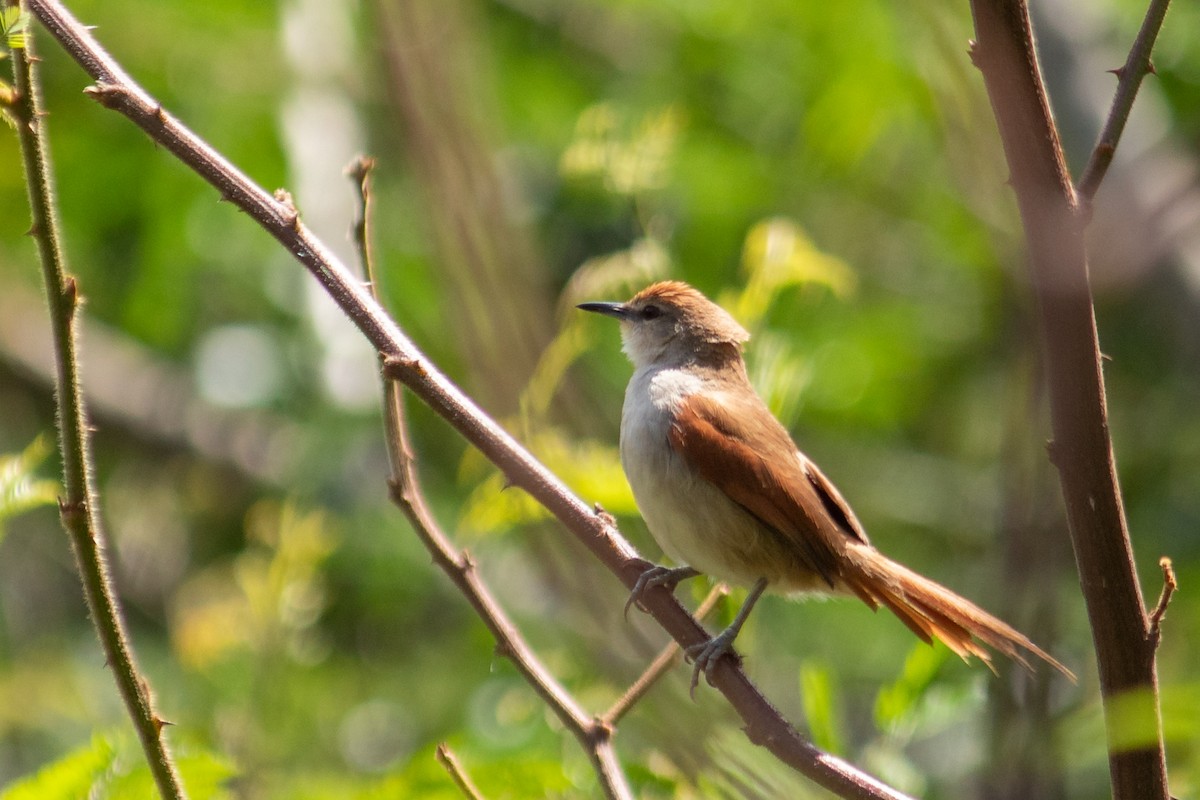 Yellow-chinned Spinetail - ML644959944
