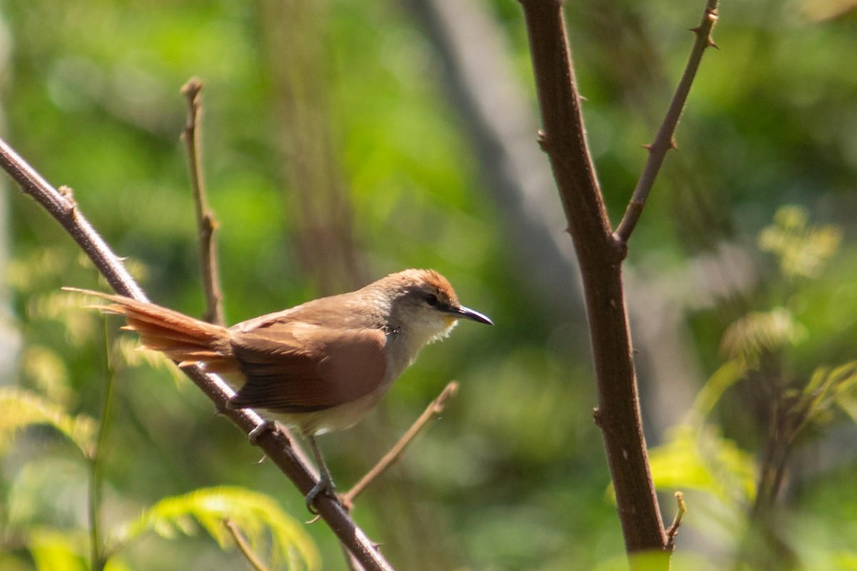 Yellow-chinned Spinetail - ML644959945