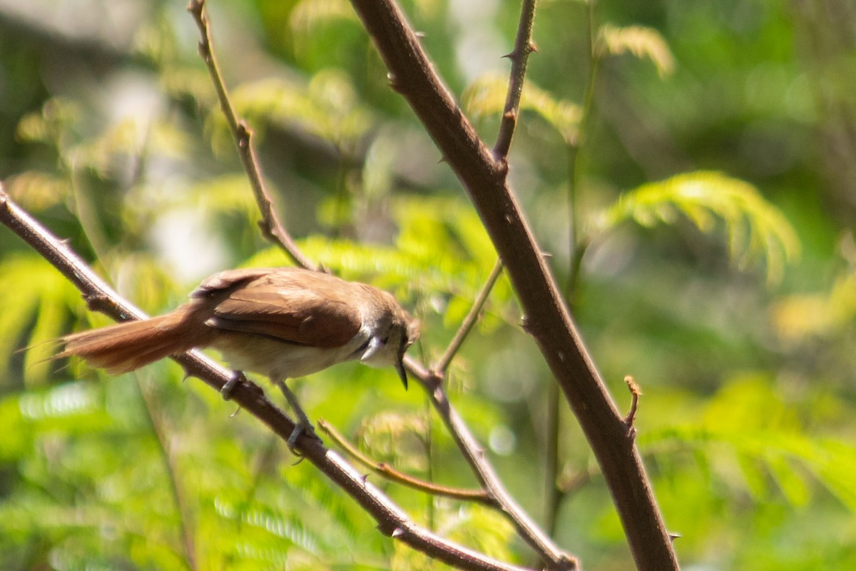Yellow-chinned Spinetail - ML644959946