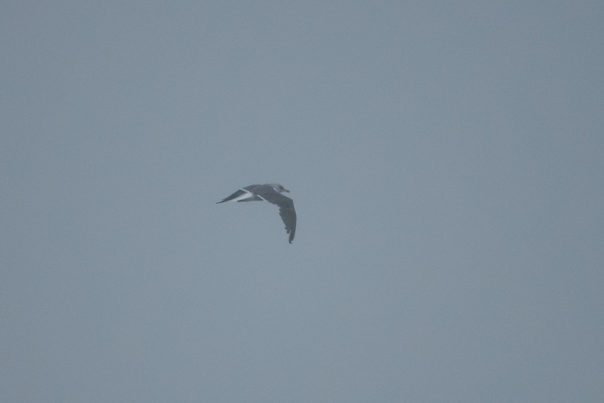 Lesser Black-backed Gull - ML644959951