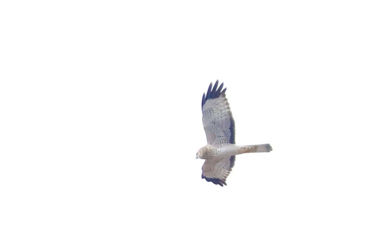 Northern Harrier - ML644959953