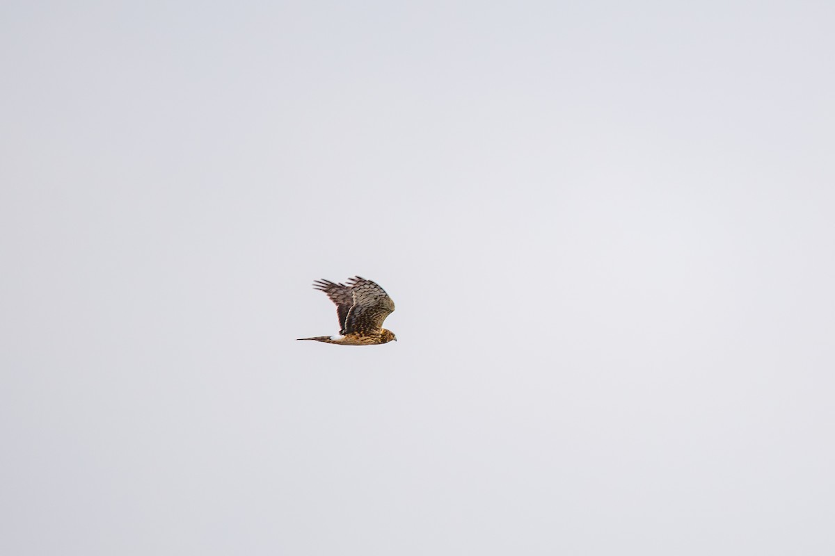 Northern Harrier - ML644959962