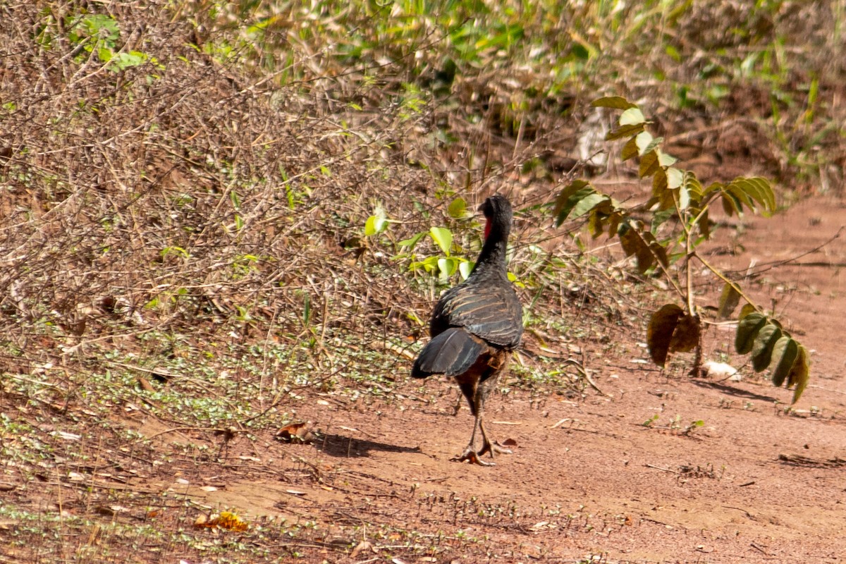 Rusty-margined Guan - ML644959964