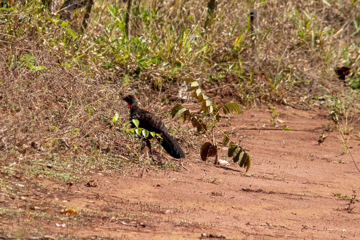 Rusty-margined Guan - ML644959965