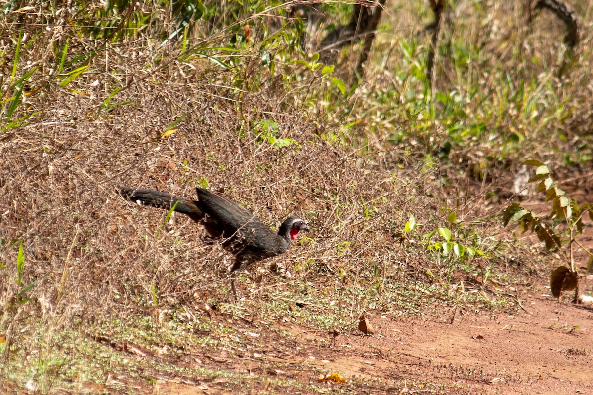 Rusty-margined Guan - ML644959966