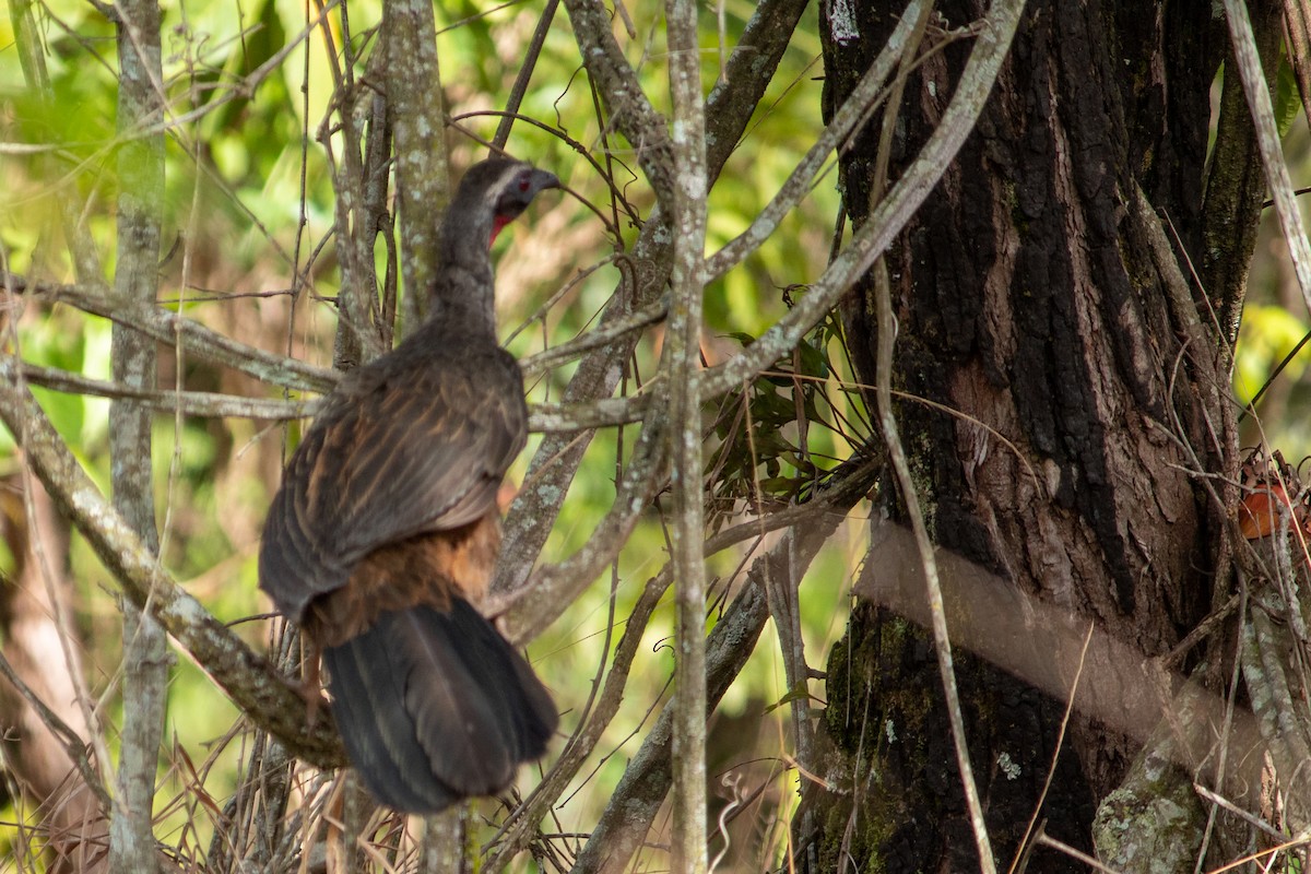 Rusty-margined Guan - ML644959967