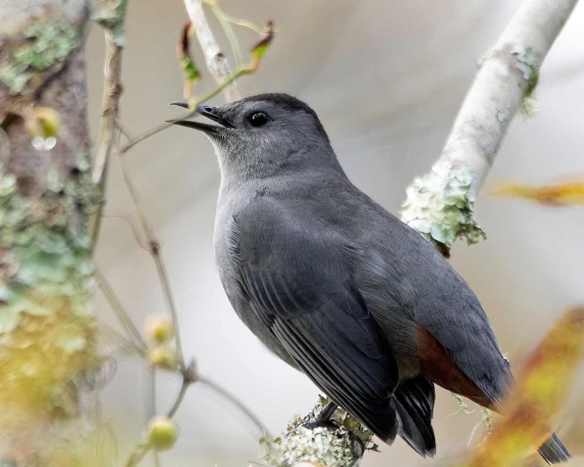 Gray Catbird - ML644959971