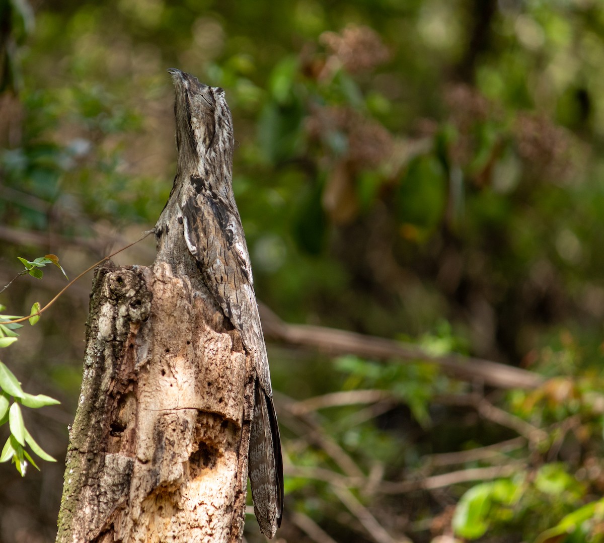 Common Potoo - ML644959980