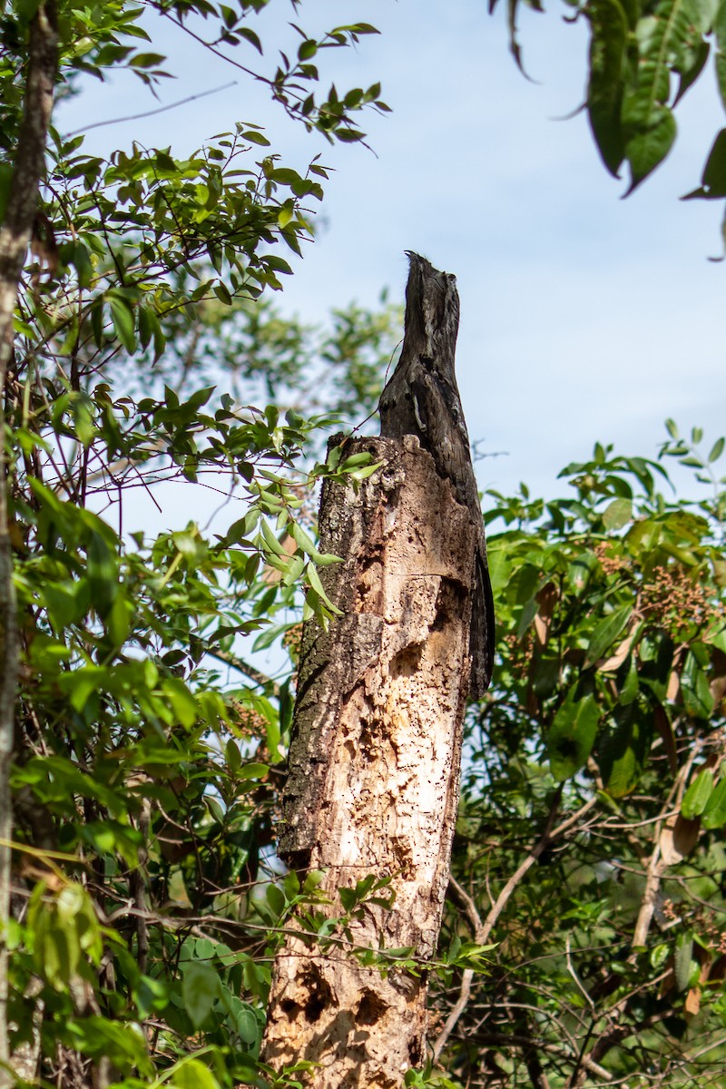 Common Potoo - ML644959981