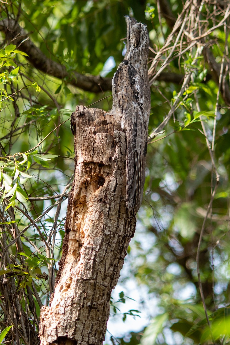 Common Potoo - ML644959988