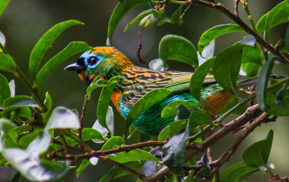 Tangara de Desmarest - ML644960001