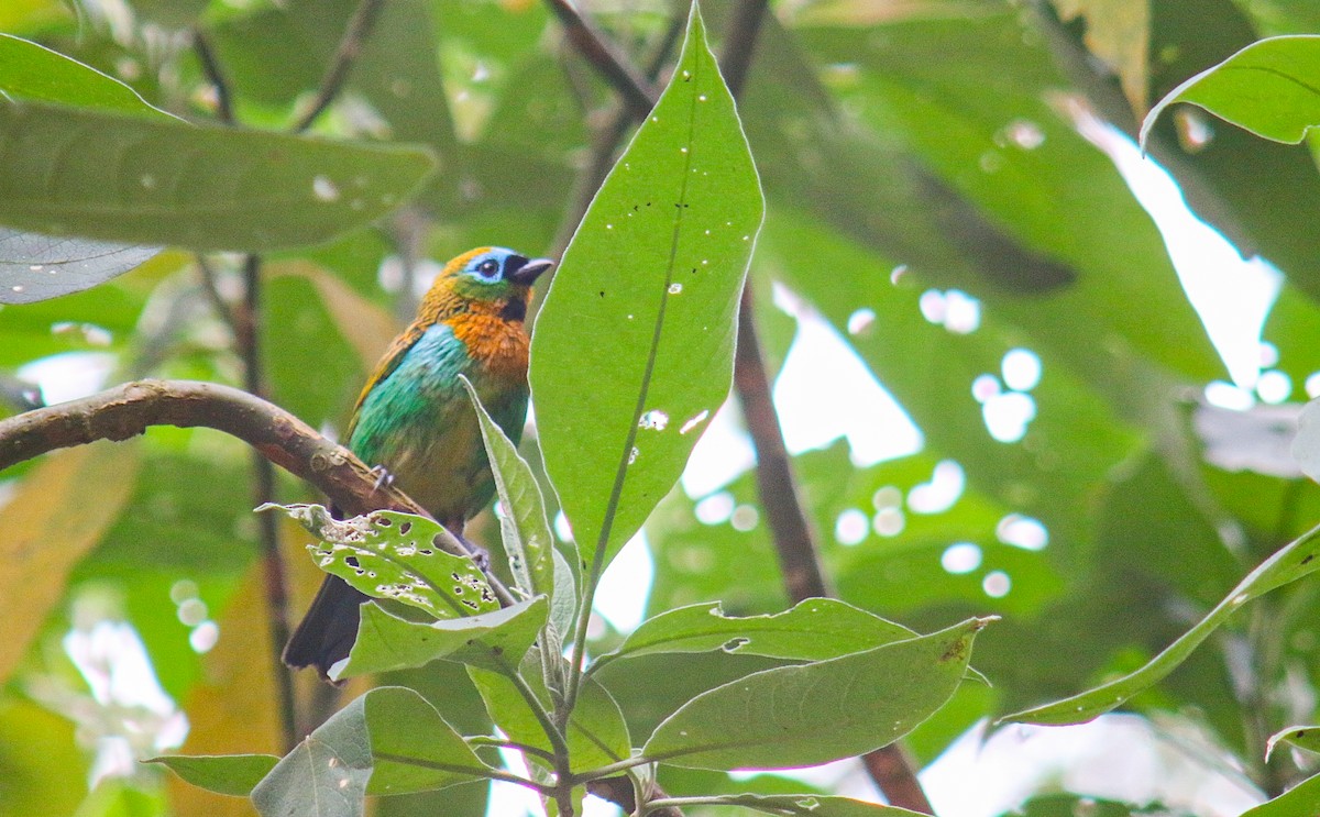 Tangara de Desmarest - ML644960002