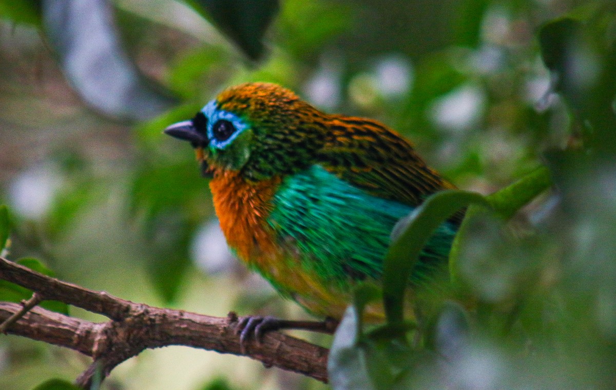 Tangara de Desmarest - ML644960003