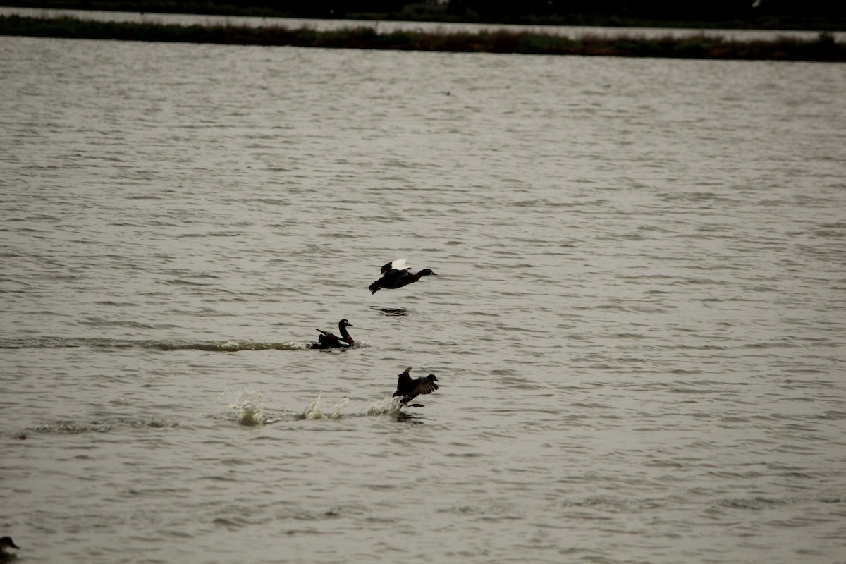 Chestnut Teal - ML644960012