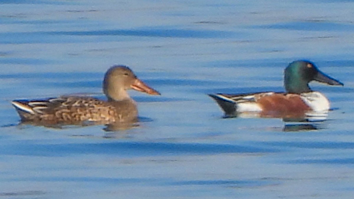 Northern Shoveler - ML644960020