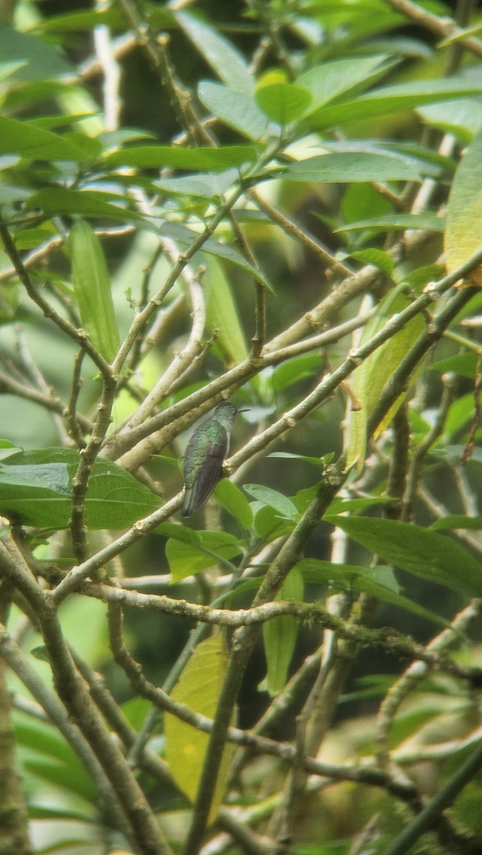 Scaly-breasted Hummingbird - ML644960021