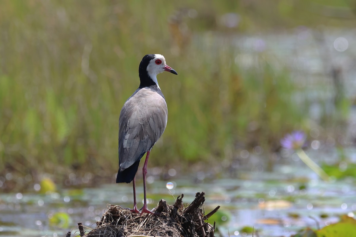 Long-toed Lapwing - ML644960027