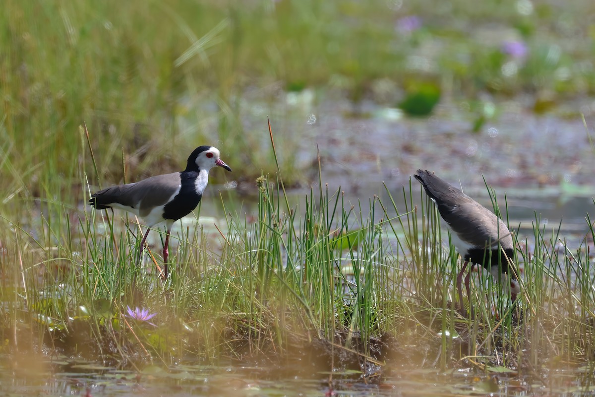 Long-toed Lapwing - ML644960028