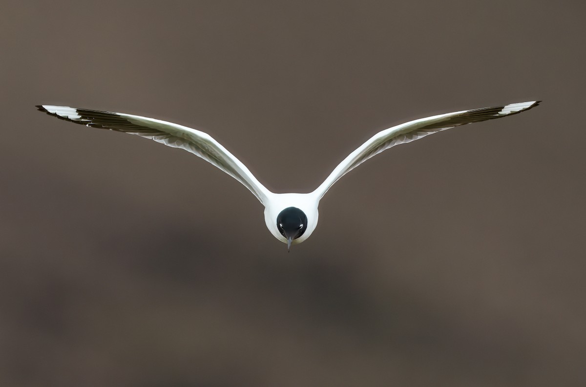 Andean Gull - ML644960051