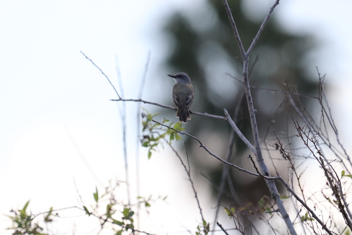Tropical Kingbird - ML644960071
