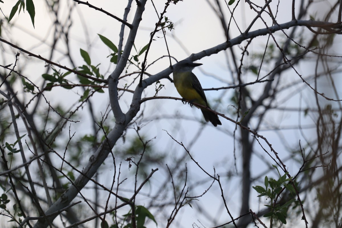 Tropical Kingbird - ML644960072