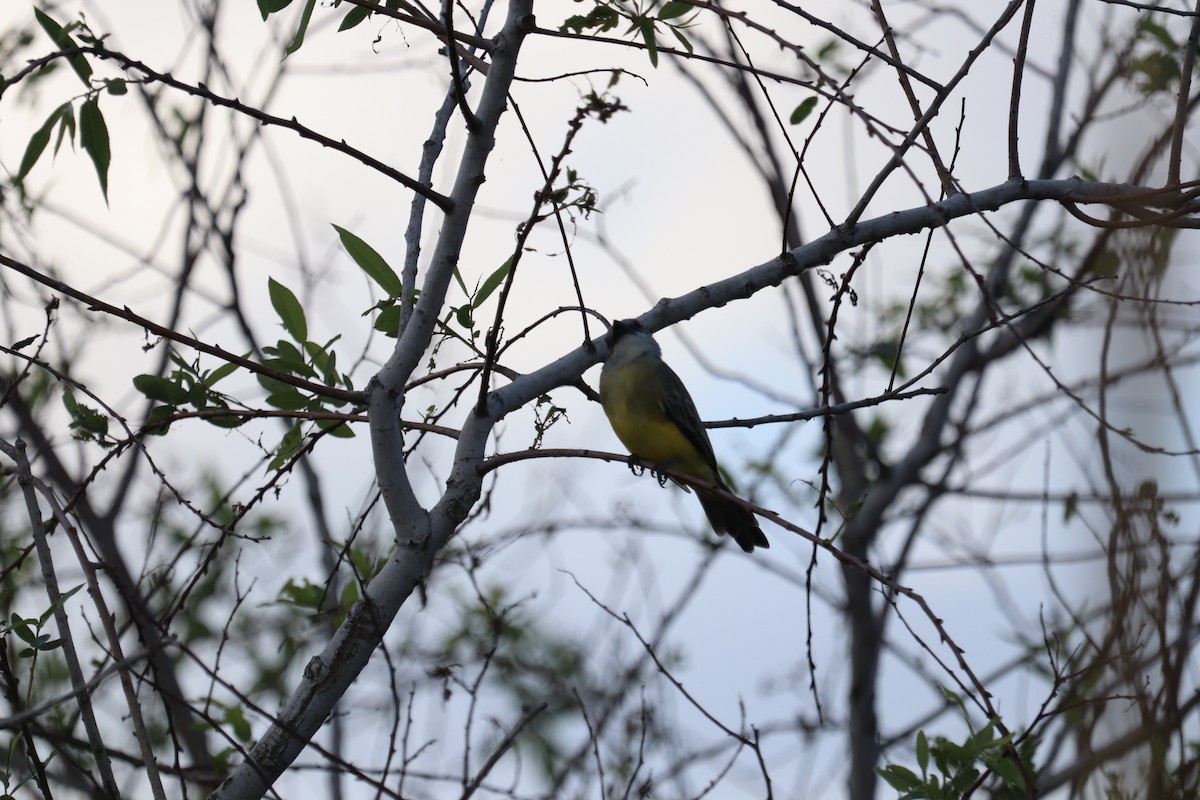 Tropical Kingbird - ML644960073