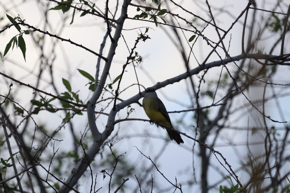 Tropical Kingbird - ML644960074