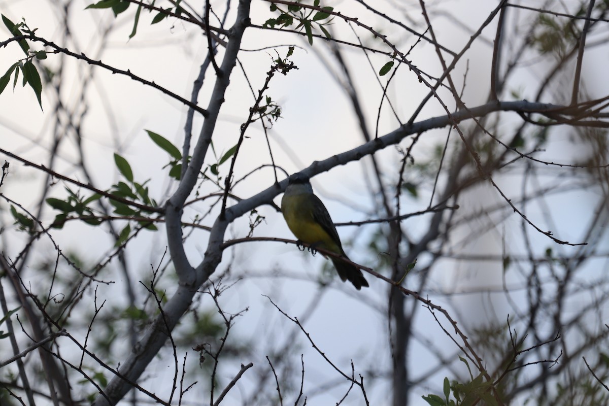 Tropical Kingbird - ML644960075