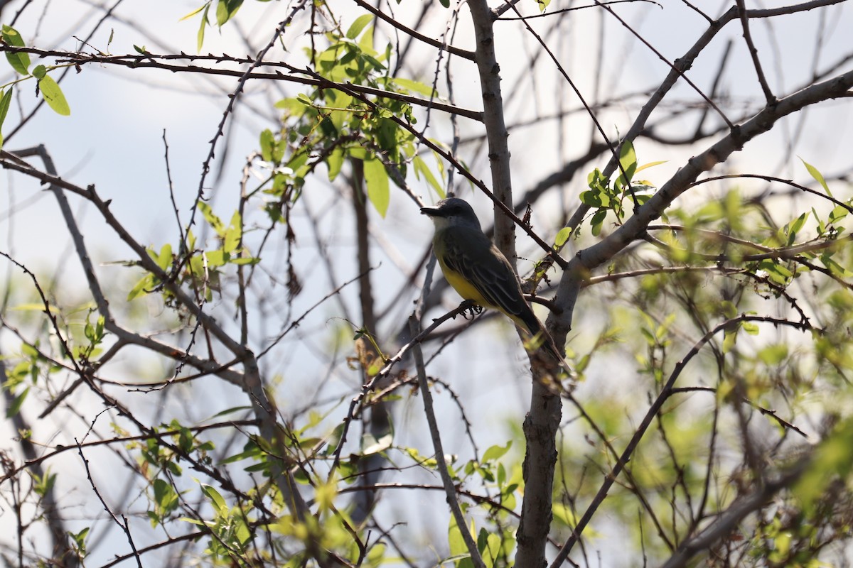 Tropical Kingbird - ML644960076