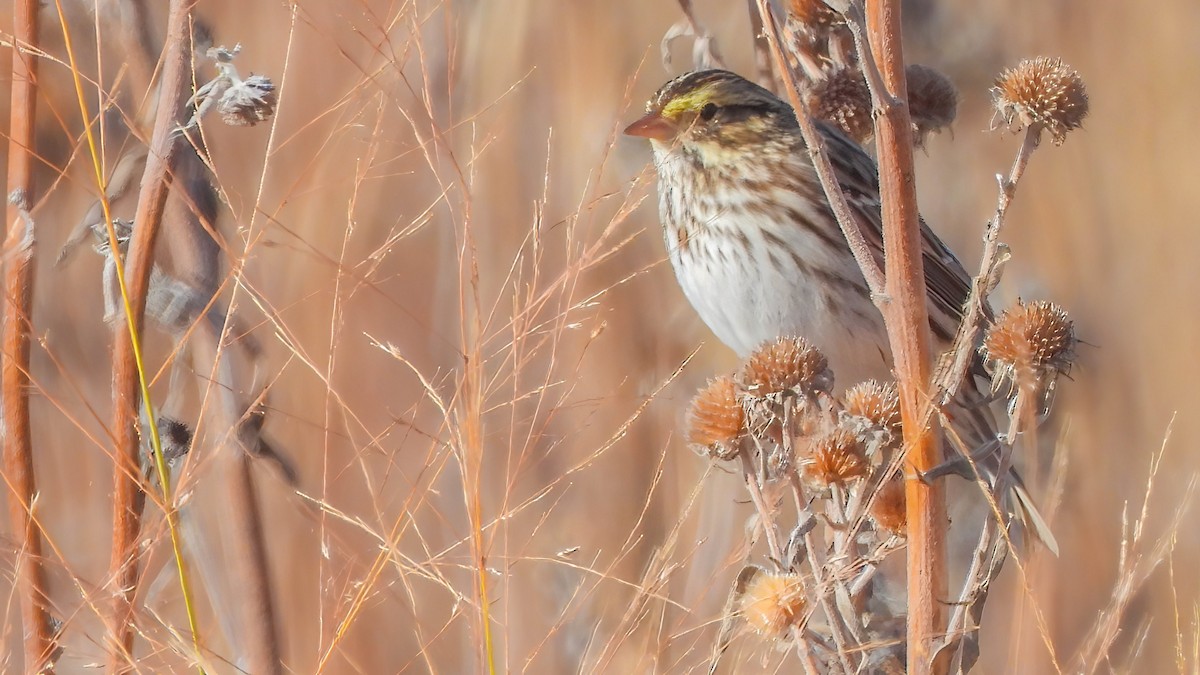 Savannah Sparrow - ML644960095