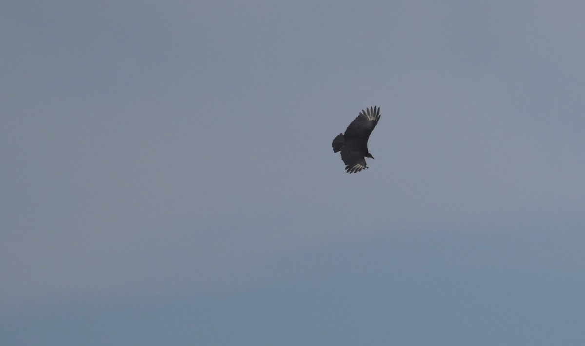 Чёрная катарта - ML644960101