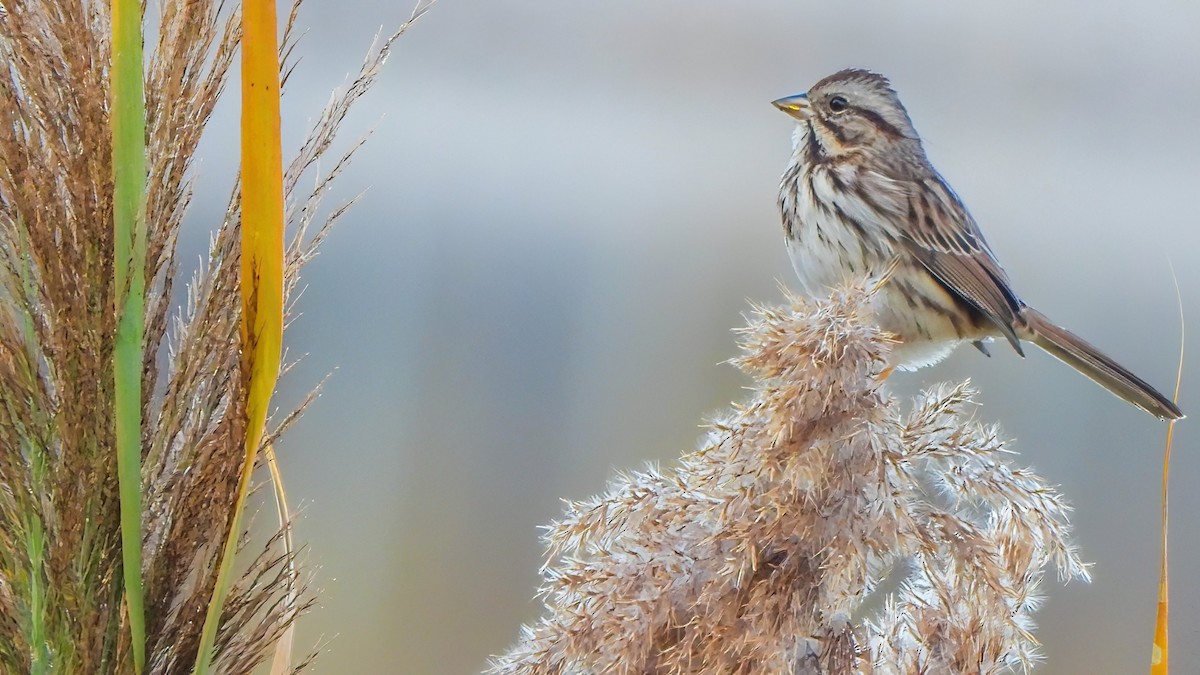 Song Sparrow - ML644960104